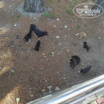 фото из отзыва ID 2658798