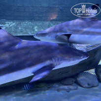 фото из отзыва ID 2659042