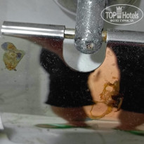 фото из отзыва ID 2659391