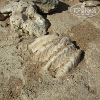 фото из отзыва ID 2659493