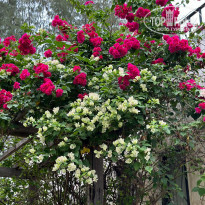 фото из отзыва ID 2659771