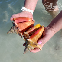 фото из отзыва ID 2659925