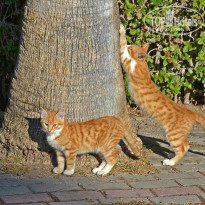 фото из отзыва ID 2659954