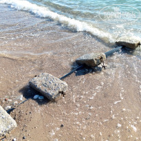 фото из отзыва ID 2655109