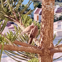 фото из отзыва ID 2655109