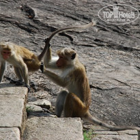 фото из отзыва ID 266075