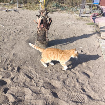 фото из отзыва ID 2660885