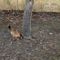 фото из отзыва ID 2661000