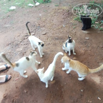 фото из отзыва ID 2661154