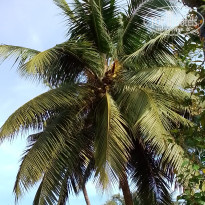 фото из отзыва ID 2661154