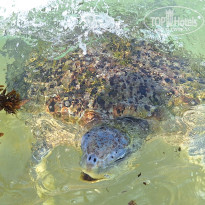 фото из отзыва ID 2661194