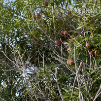 фото из отзыва ID 2661728