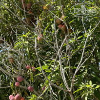 фото из отзыва ID 2661728