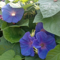 фото из отзыва ID 2661926