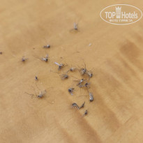 фото из отзыва ID 2662620