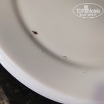 фото из отзыва ID 2662687