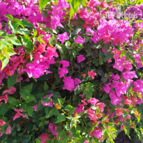 фото из отзыва ID 2663320