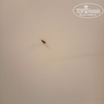 фото из отзыва ID 2664106