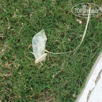 фото из отзыва ID 2664304