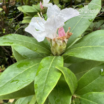 фото из отзыва ID 2664593