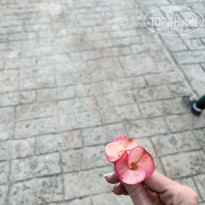 фото из отзыва ID 2664660