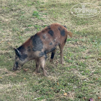 фото из отзыва ID 2664660