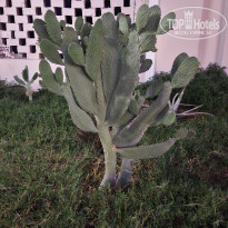 фото из отзыва ID 2664673