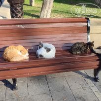 фото из отзыва ID 2664701