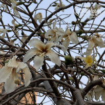 фото из отзыва ID 2664769