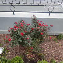 фото из отзыва ID 2664701