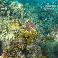 фото из отзыва ID 2665323