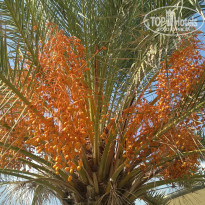 фото из отзыва ID 2665595