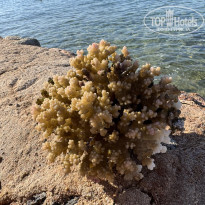 фото из отзыва ID 2665673