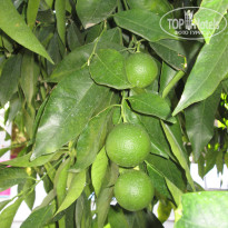 фото из отзыва ID 2665736