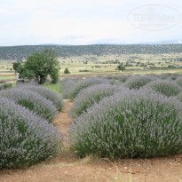 фото из отзыва ID 2665837