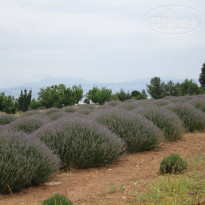 фото из отзыва ID 2665837