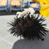 фото из отзыва ID 2666288