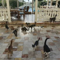 фото из отзыва ID 2666344