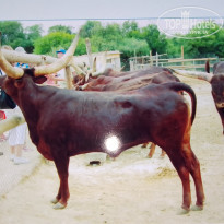 фото из отзыва ID 2666507