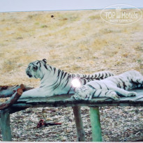 фото из отзыва ID 2666507