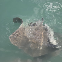 фото из отзыва ID 2666945