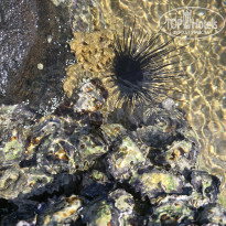 фото из отзыва ID 2667556