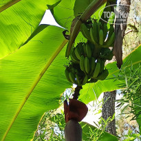 фото из отзыва ID 2668112