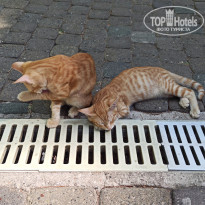 фото из отзыва ID 2668112