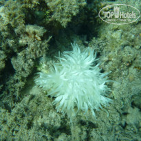 фото из отзыва ID 2668370