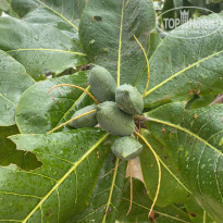 фото из отзыва ID 2668549