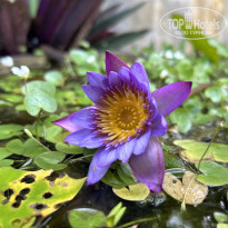 фото из отзыва ID 2668594
