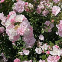 фото из отзыва ID 2668685