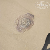 фото из отзыва ID 2669133