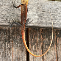 фото из отзыва ID 2669234